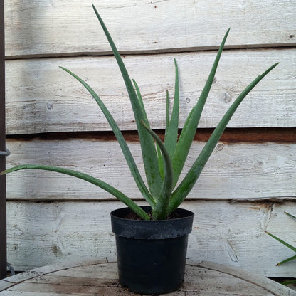 Aloe vera barbadensis, total 60-70 cm
