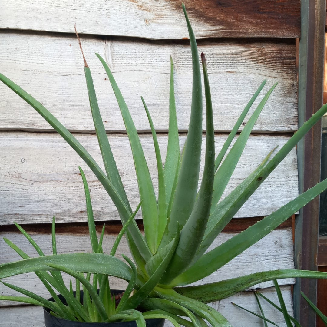 Aloe vera barbadensis, total 90+ cm, multiplant