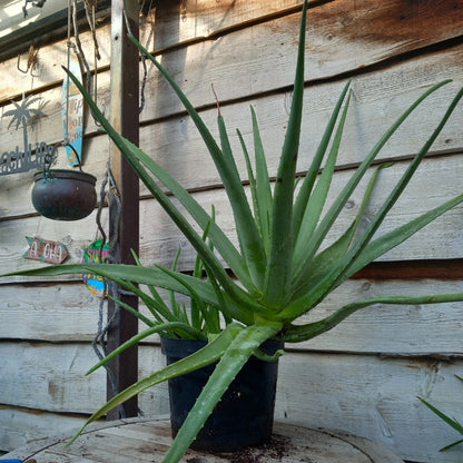 Aloe vera barbadensis, total 90+ cm, multiplant