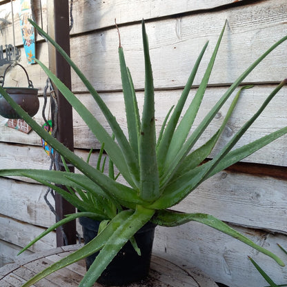 Aloe vera barbadensis, total 90+ cm, multiplant
