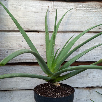 Aloe vera barbadensis, total 80-90 cm