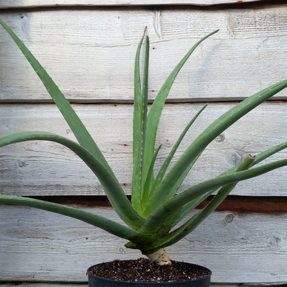 Aloe vera barbadensis, total 80-90 cm
