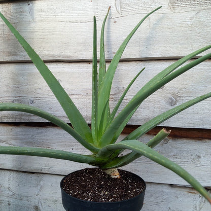 Aloe vera barbadensis, total 80-90 cm