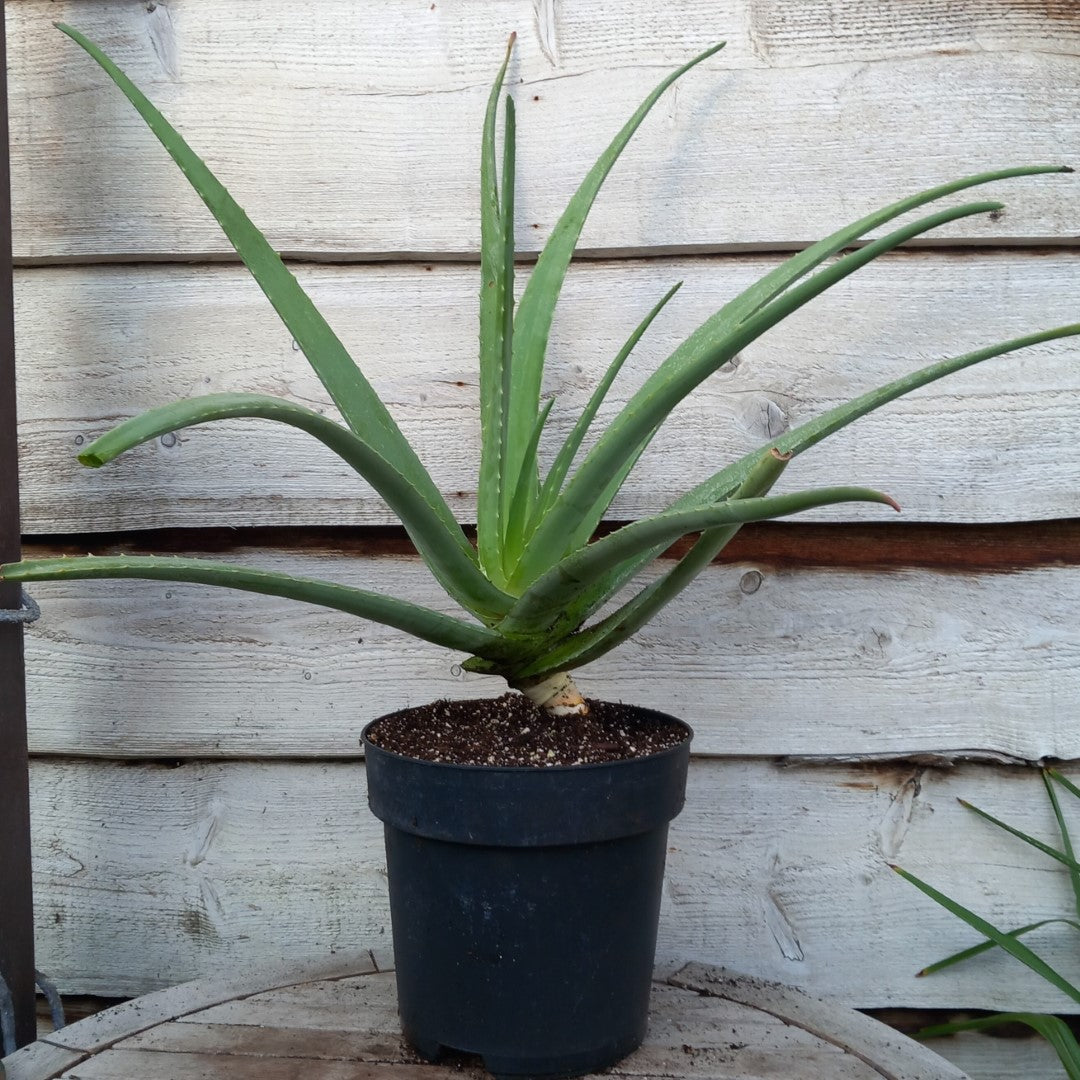 Aloe vera barbadensis, total 80-90 cm