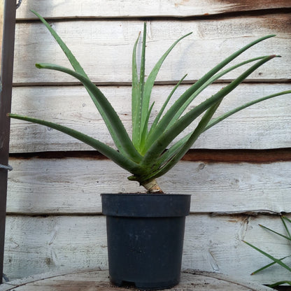Aloe vera barbadensis, total 80-90 cm