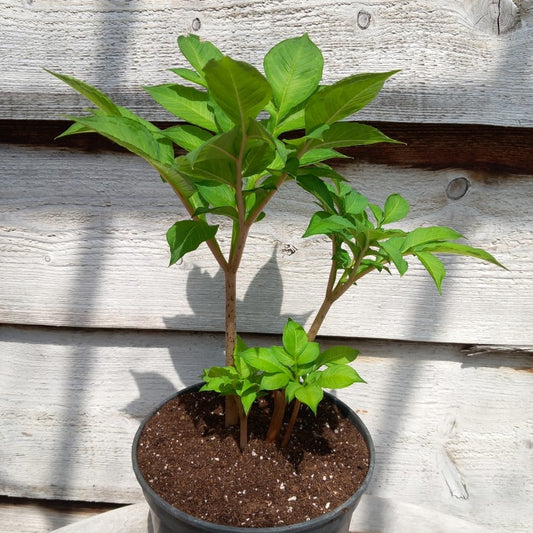 Amorphophallus konjac, 4 plants, total 45 cm, pot Ø15 cm