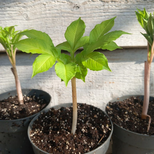 Amorphophallus konjac, total ± 25 cm, pot Ø 11 cm