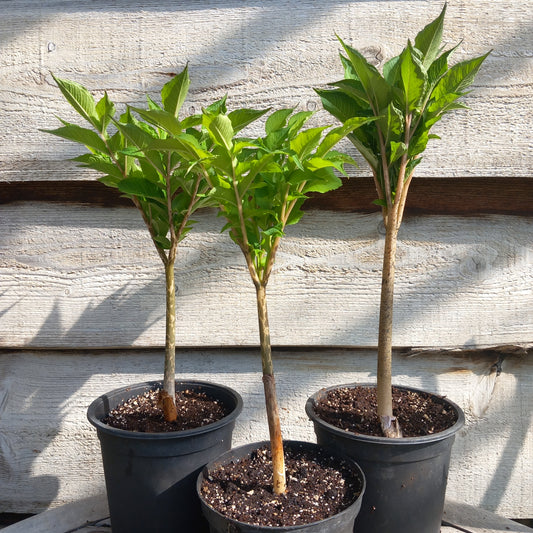 Amorphophallus konjac, total ± 50 cm, pot Ø16 cm