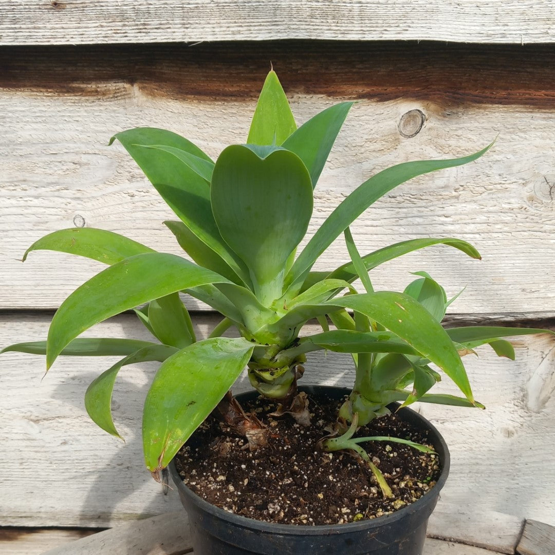 Agave attenuata, 4 heads, total 40 cm (No. 1)