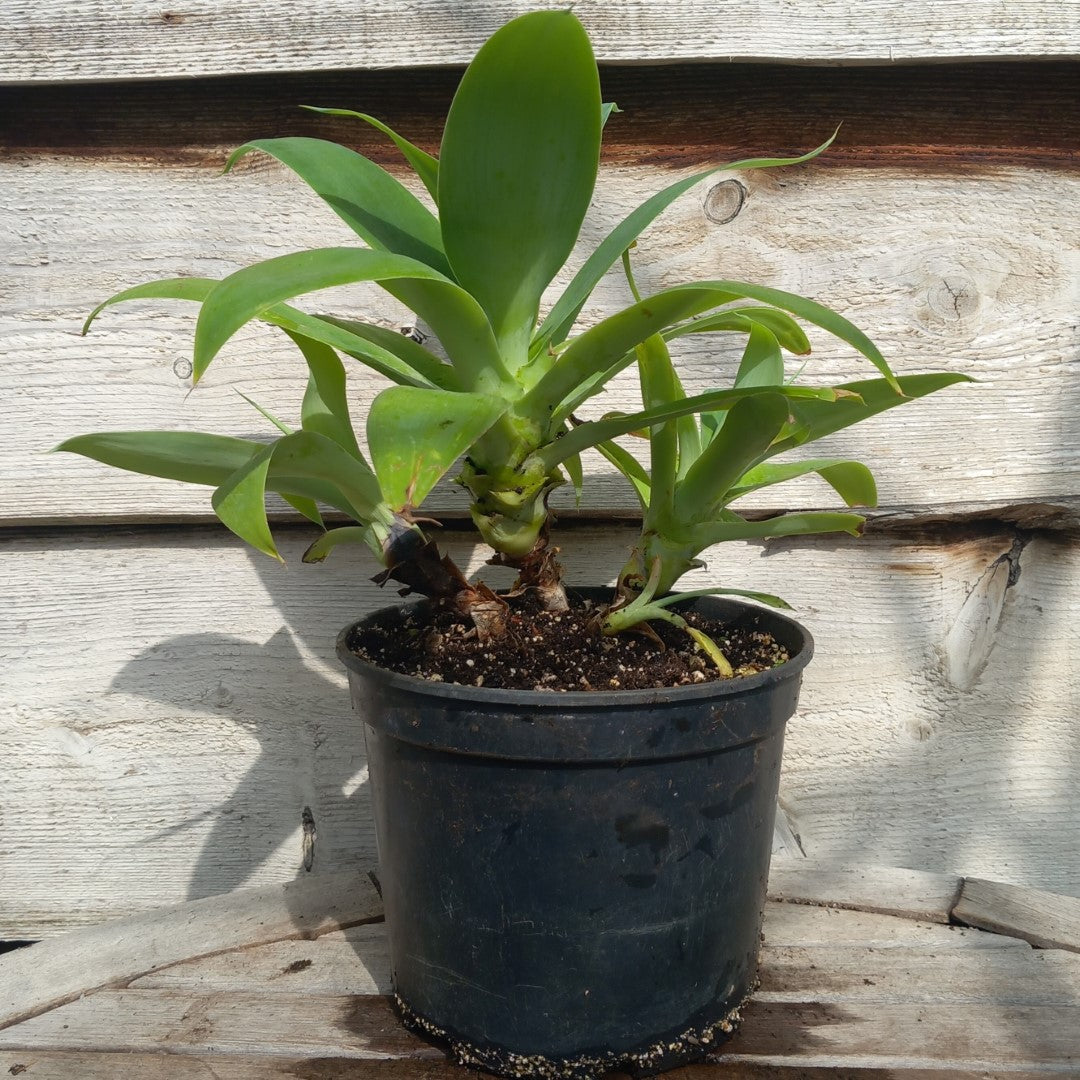 Agave attenuata, 4 heads, total 40 cm (No. 1)