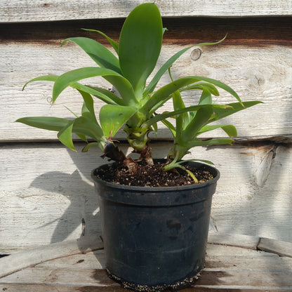 Agave attenuata, 4 heads, total 40 cm (No. 1)