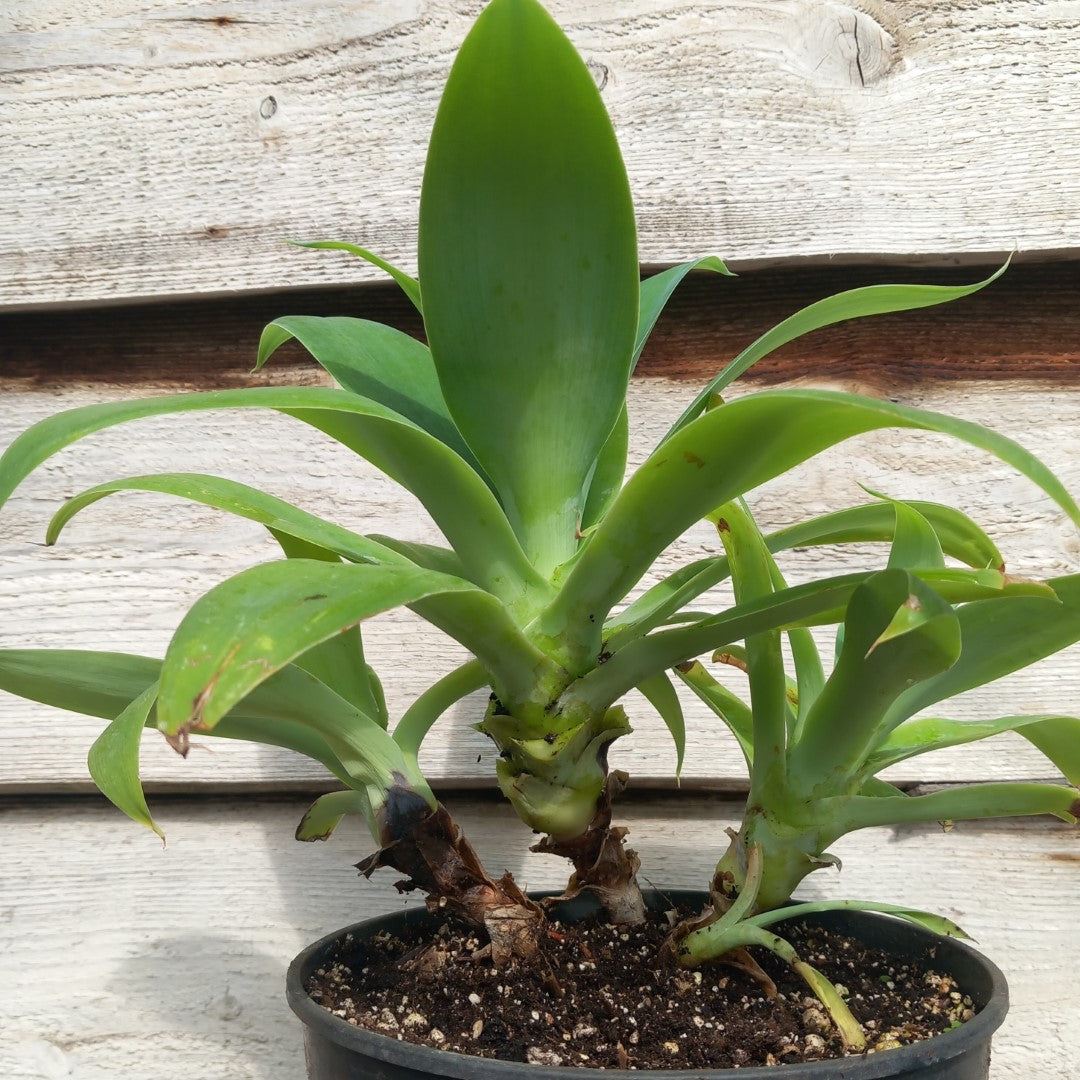 Agave attenuata, 4 heads, total 40 cm (No. 1)