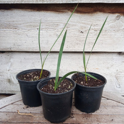 Brahea armata, pot Ø13 cm