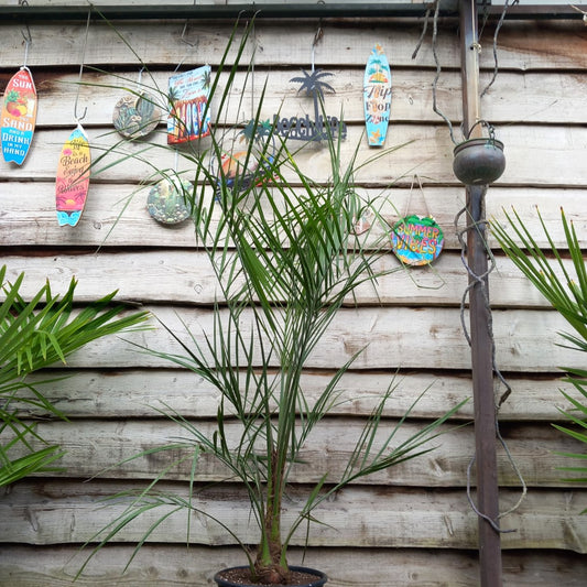 Butia capitata, stem/plant/total 30/180/205 cm, pot Ø 30 cm