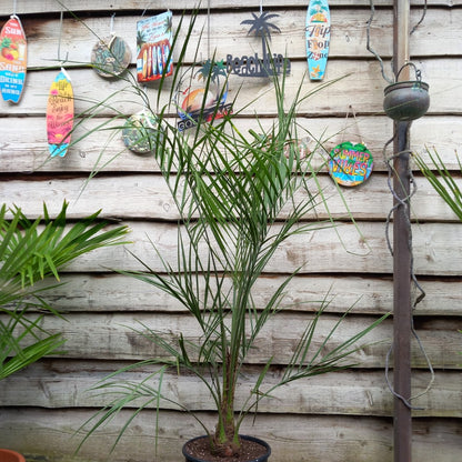 Butia capitata, stem/plant/total 30/180/205 cm, pot Ø 30 cm
