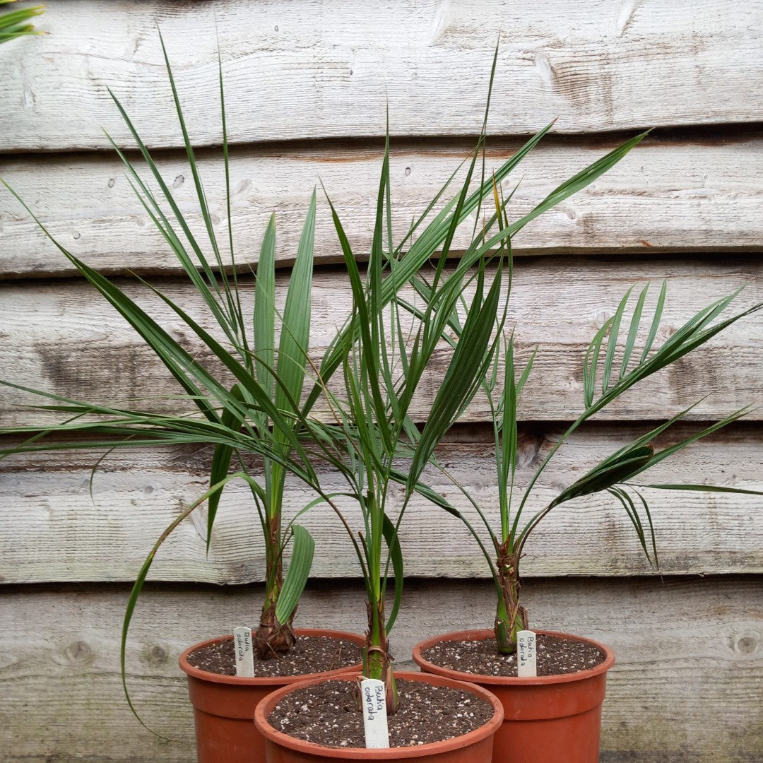 Butia capitata var. odorata, total 75-90 cm, pot Ø 20 cm