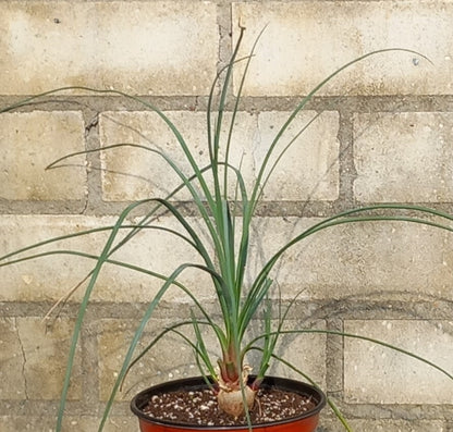 Calibanus hookeri + 3 shoots, caudex Ø 3 cm, pot Ø 15 cm (No. 2)