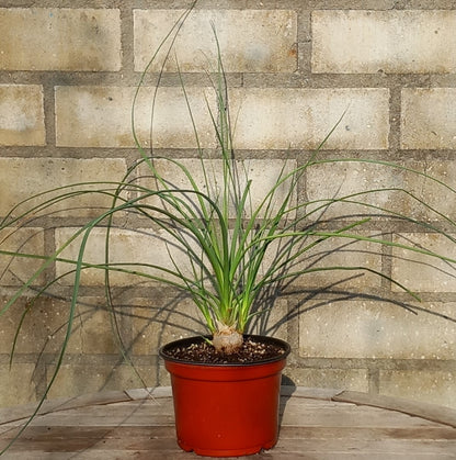 Calibanus hookeri + 3 shoots, caudex Ø 3,5 cm, pot Ø 15 cm (No. 3)