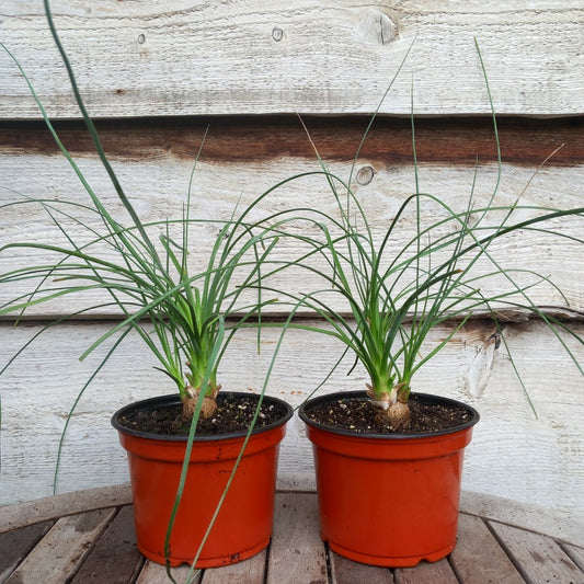 Calibanus hookeri, caudex Ø 3 cm plus shoot