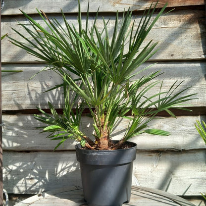 Chamaerops humilis, multistem, total 80-90 cm, pot Ø 27 cm