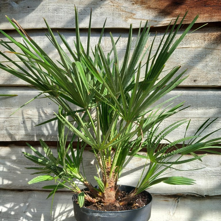 Chamaerops humilis, multistem, total 80-90 cm, pot Ø 27 cm