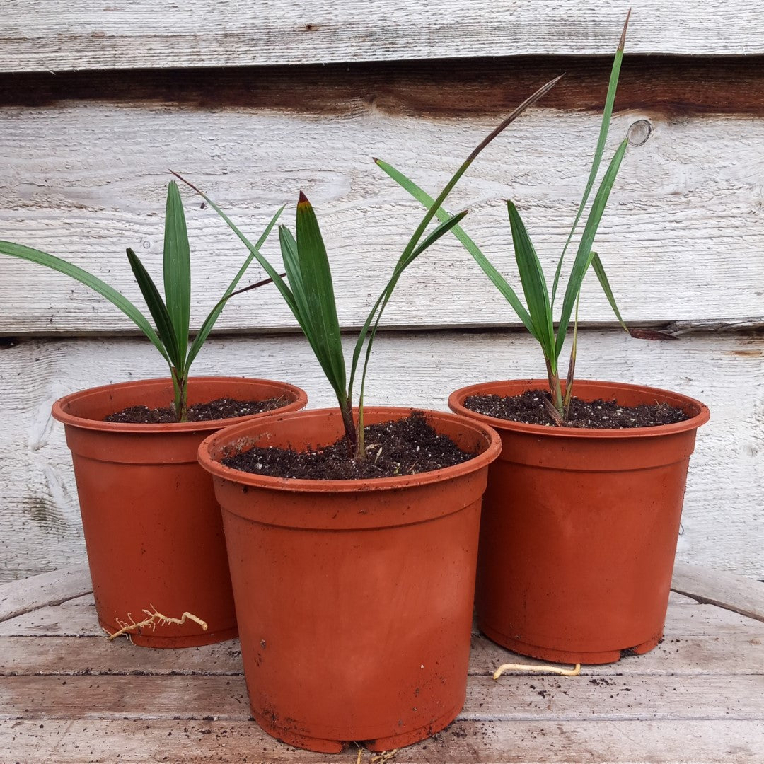 Chamaerops humilis cerifera, 2 ltr. pot