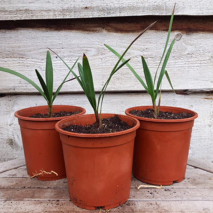 Chamaerops humilis cerifera, 2 ltr. pot