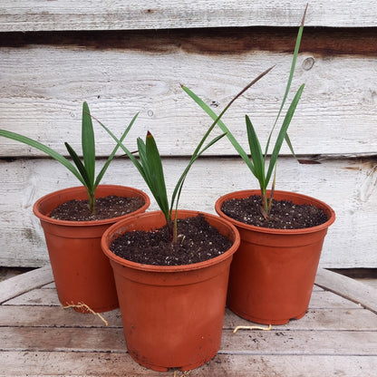 Chamaerops humilis cerifera, 2 ltr. pot