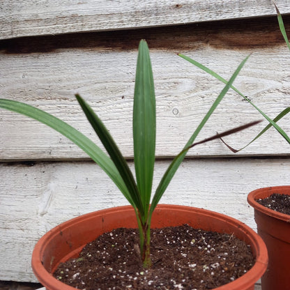 Chamaerops humilis cerifera, 2 ltr. pot
