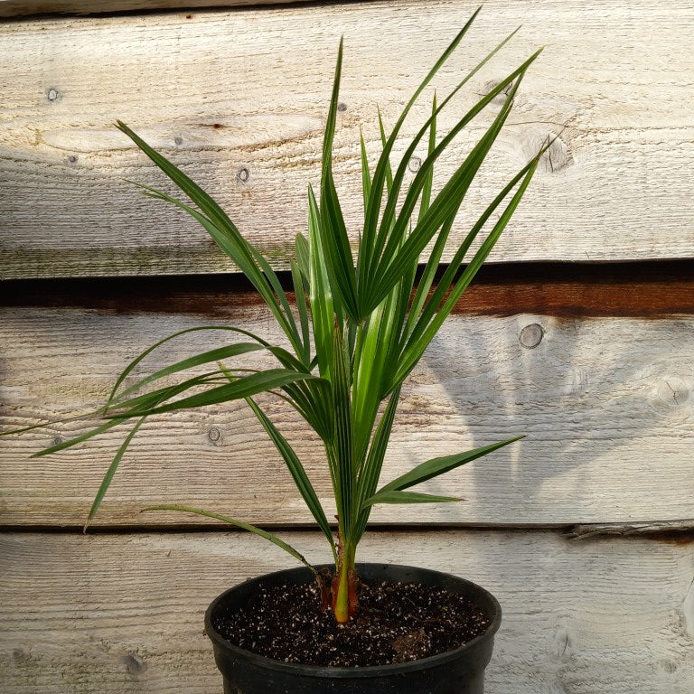 Chamaerops humilis vulcano