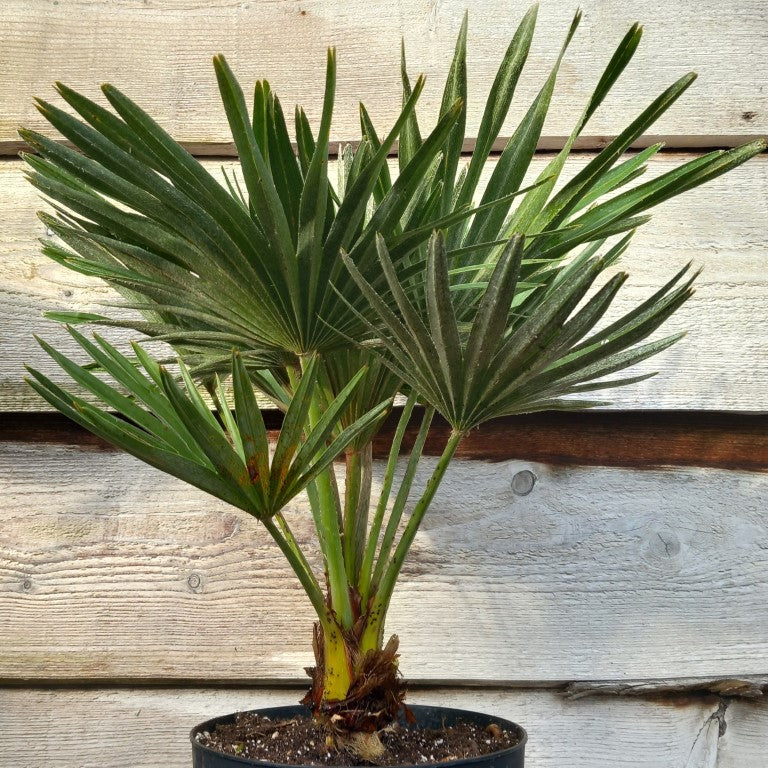 Chamaerops humilis vulcano