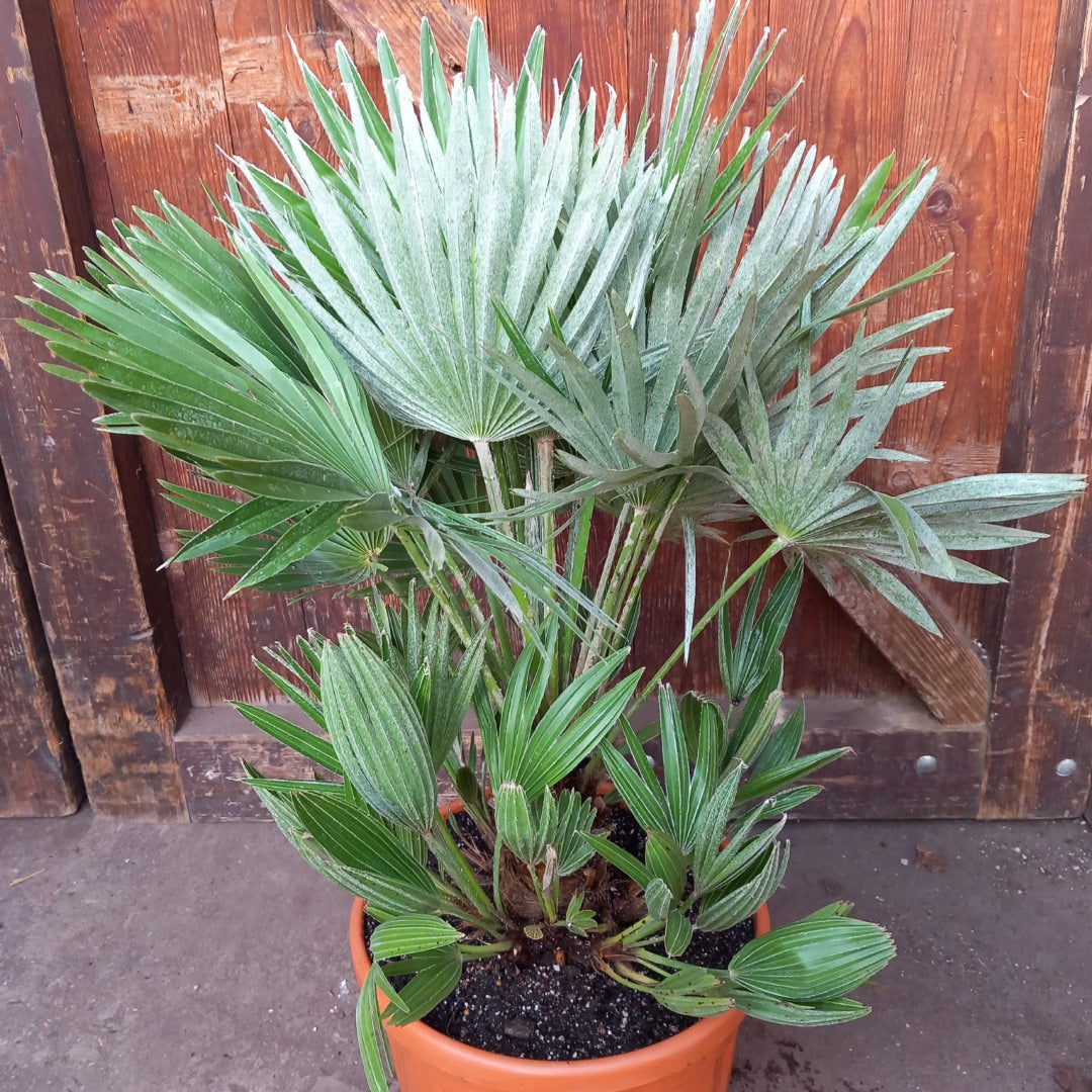 Chamaerops humilis vulcano, total 75cm, multi stems (No. 1)