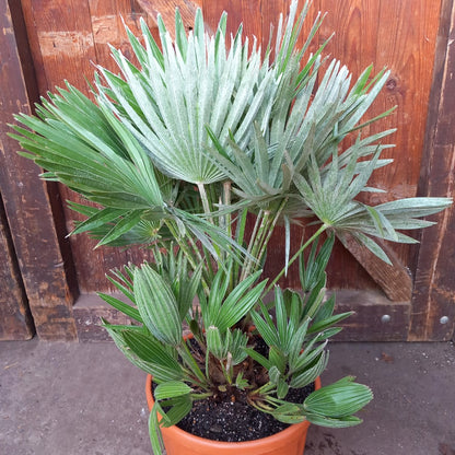 Chamaerops humilis vulcano, total 75cm, multi stems (No. 1)