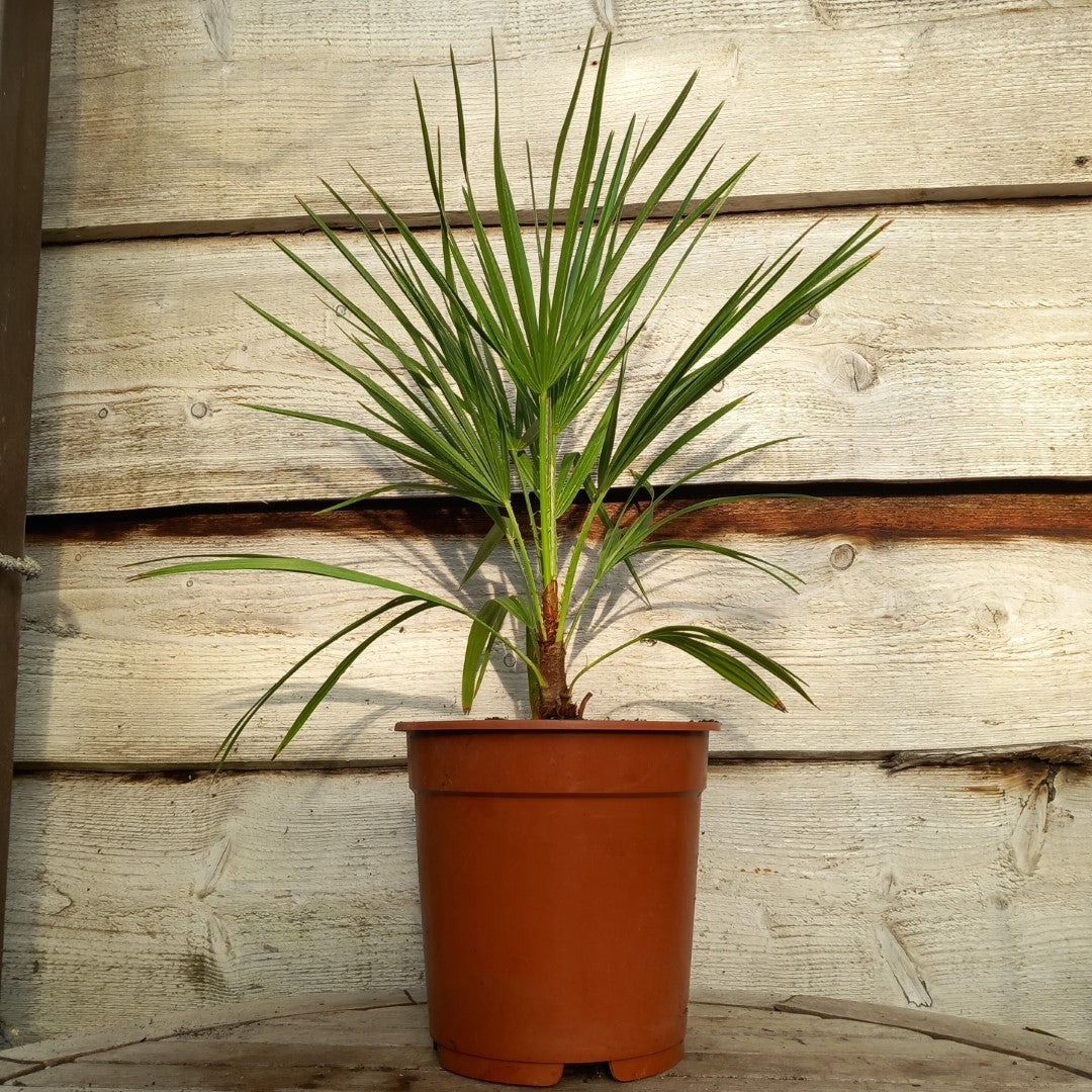Chamaerops humilis vulcano, total 50-70+ cm, single stem
