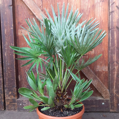 Chamaerops humilis vulcano, total 75cm, multi stems (No. 1)