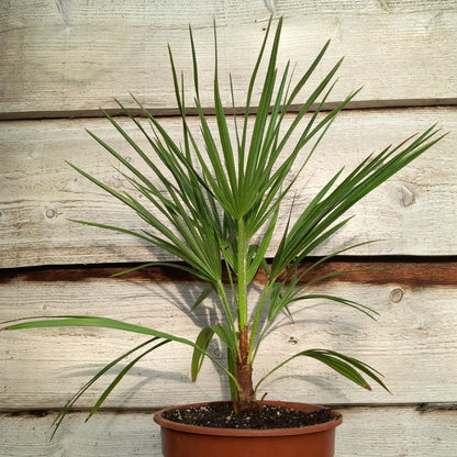 Chamaerops humilis vulcano, total 50-70+ cm, single stem
