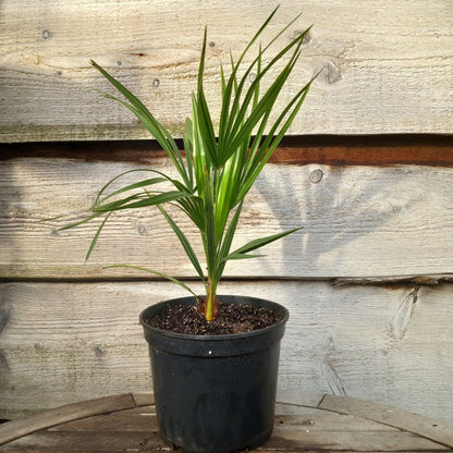 Chamaerops humilis vulcano