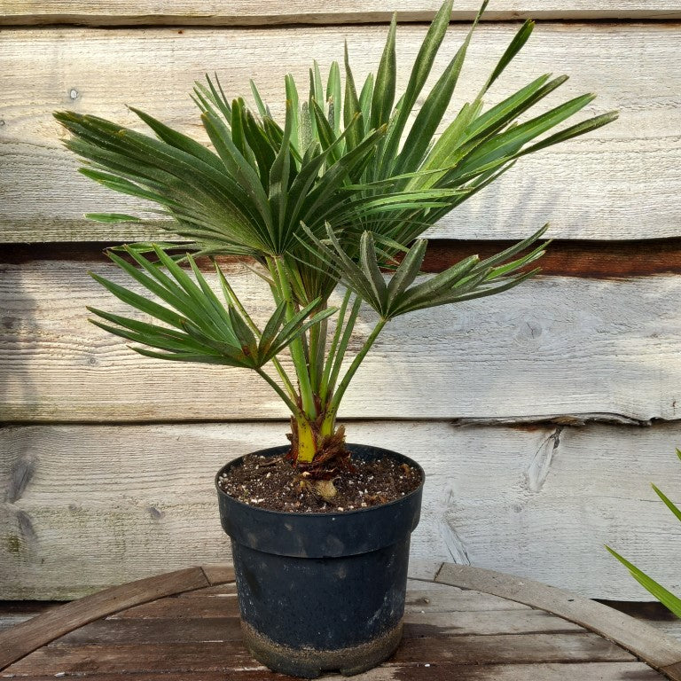 Chamaerops humilis vulcano