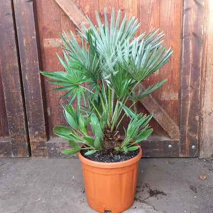 Chamaerops humilis vulcano, total 75cm, multi stems (No. 1)