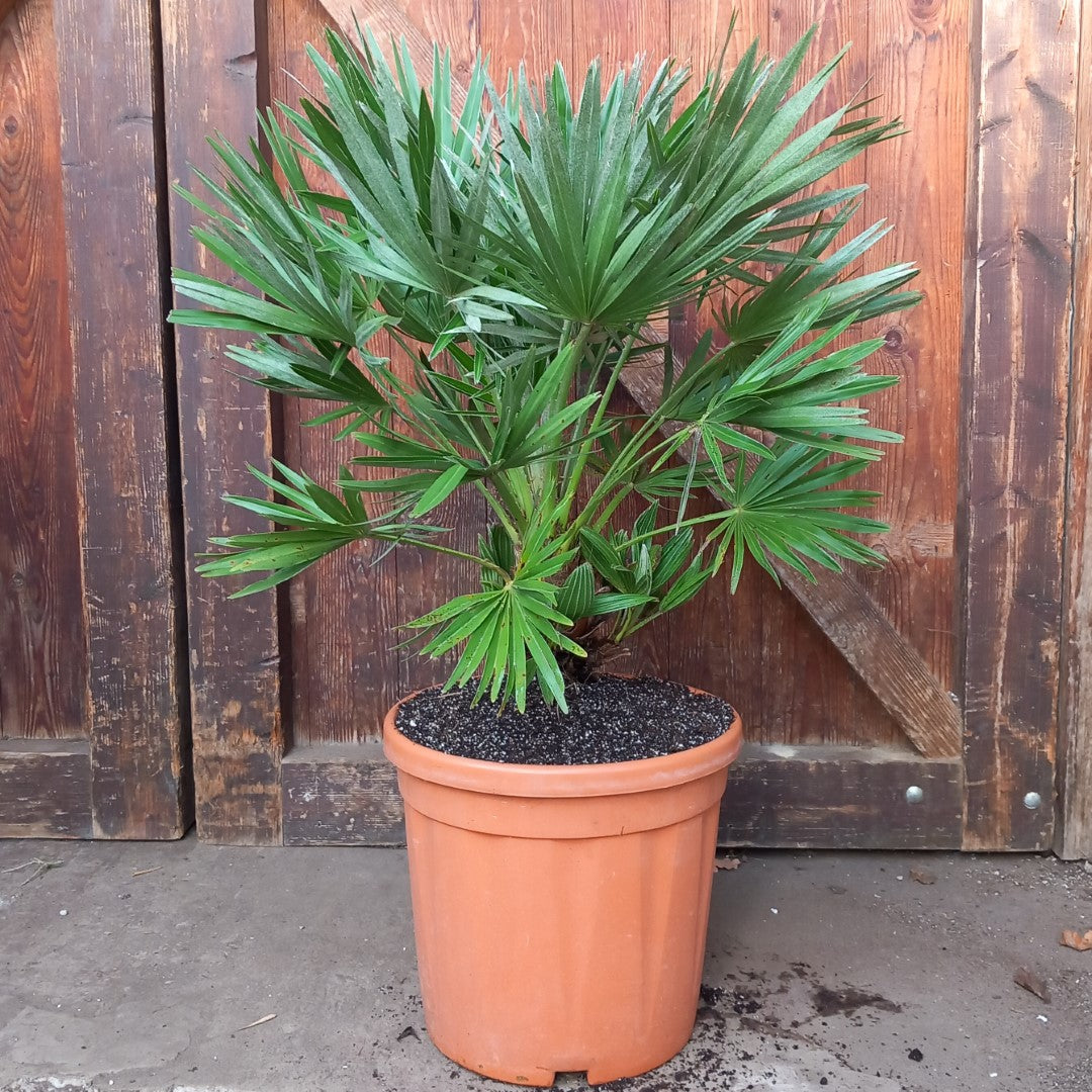 Chamaerops humilis vulcano, total 85cm, multi stems (No. 2)