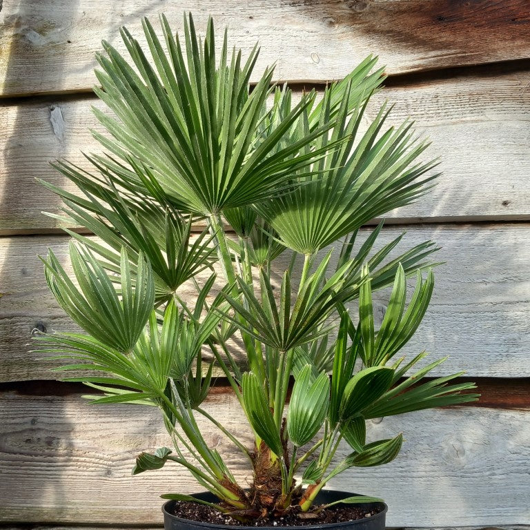 Chamaerops humilis vulcano