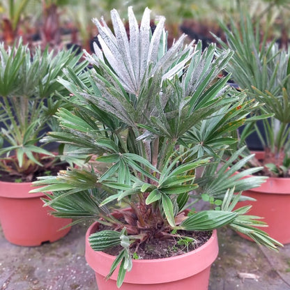 Chamaerops humilis vulcano