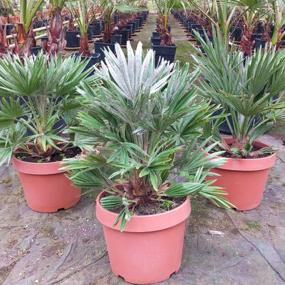 Chamaerops humilis vulcano