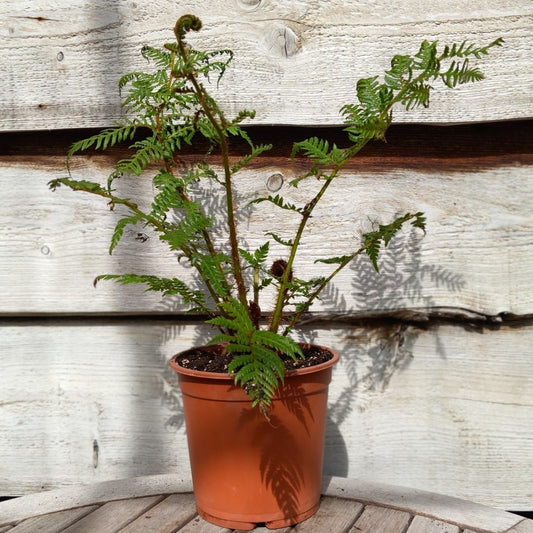 Cyathea New Caledonian, total 50+ cm, pot 16 cm