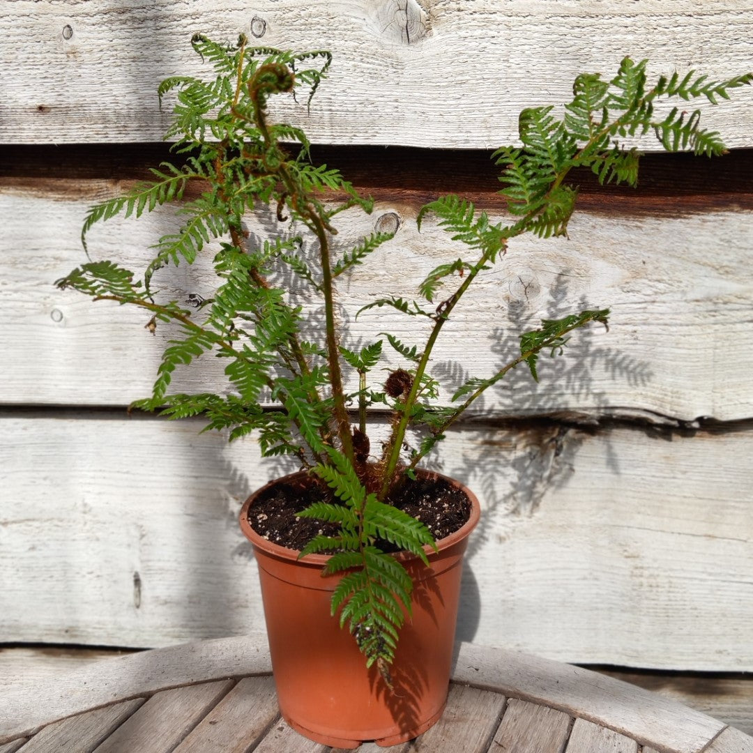 Cyathea New Caledonian, total 50+ cm, pot 16 cm