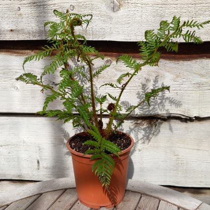Cyathea New Caledonian, total 50+ cm, pot 16 cm