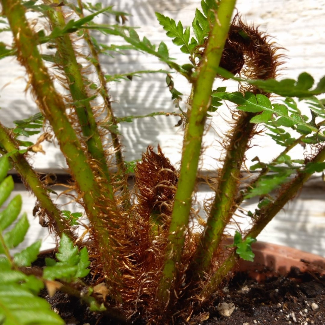 Cyathea New Caledonian, total 50+ cm, pot 16 cm