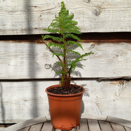 Cyathea New Caledonian Red, total 55 cm, pot 16 cm