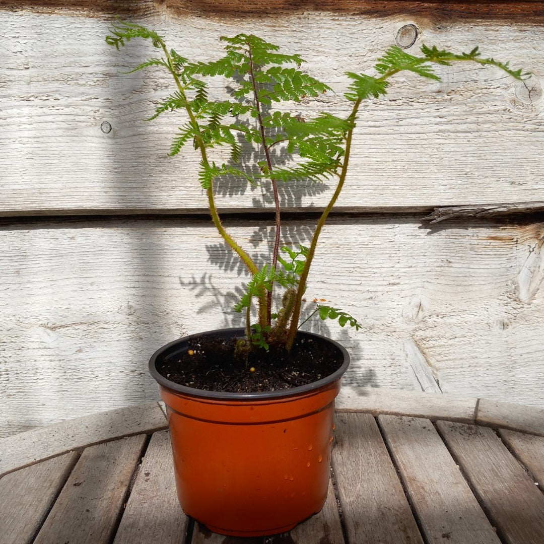 Cyathea medullaris, total 40+ cm, pot 13 cm