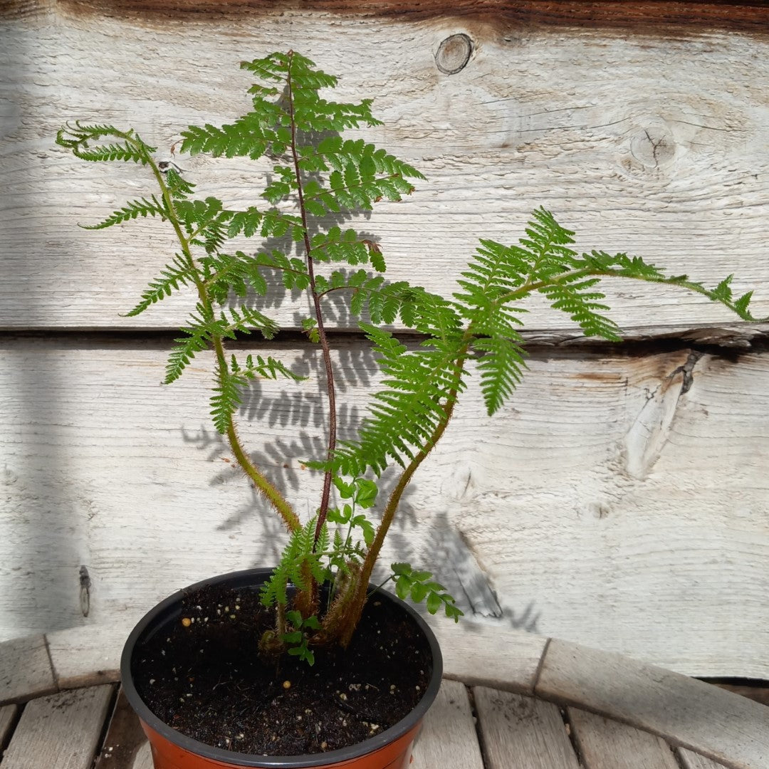 Cyathea medullaris, total 40+ cm, pot 13 cm